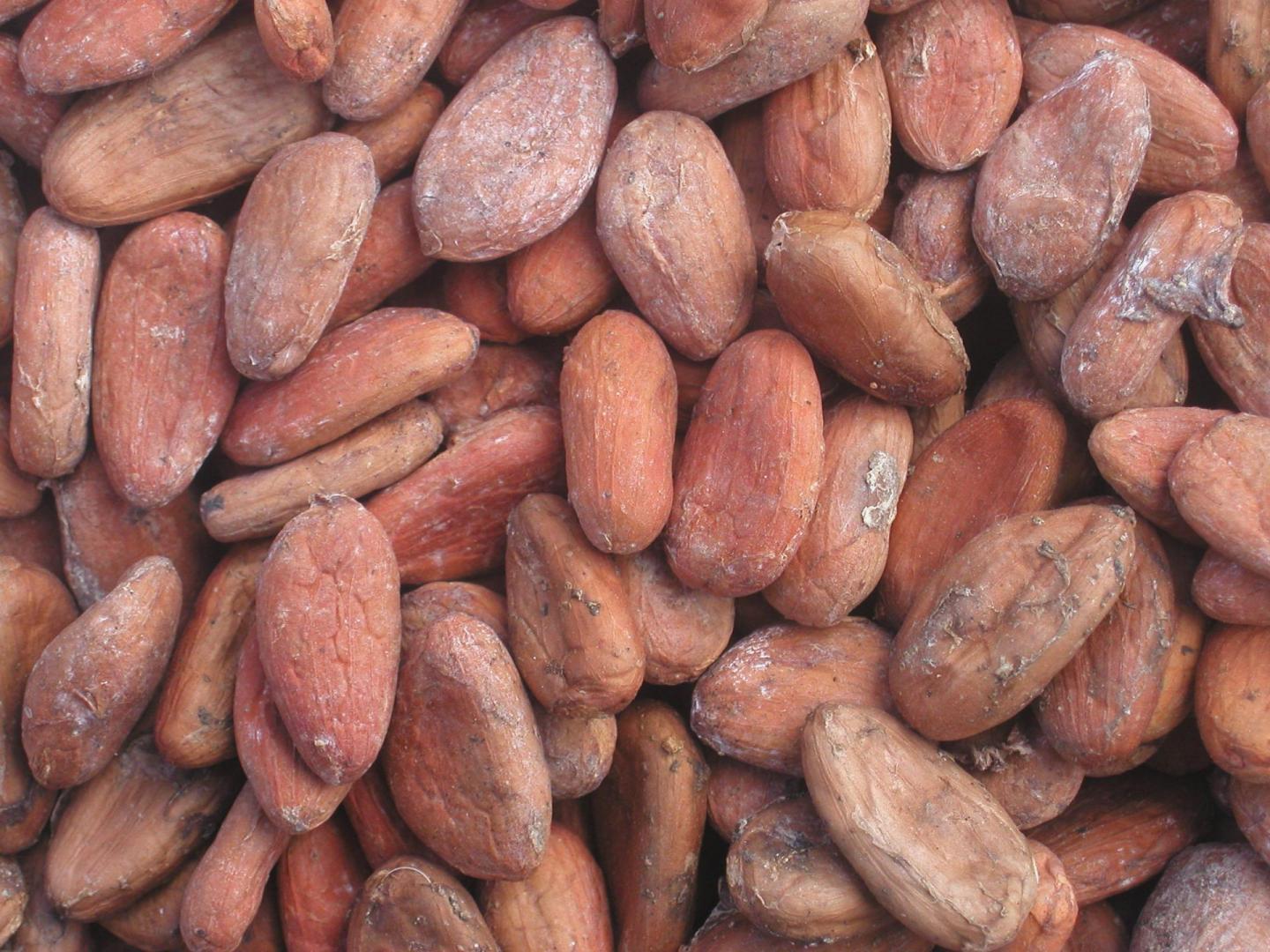 Premium quality Organic Cocoa Beans from Sri Lanka Ekowarehouse